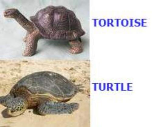 Can you tell the difference between a turtle and a - One is a land mammle. The other can swim. Can you tell the difference between a turtle and a - One is a land mammle. The other can swim.