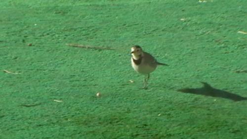 Unknown Little Bird - Little Bird that comes to our Garden every Morning looking for Food and the Dog tries to catch him but never does lol. Nice little Grey Bird with a long tail.xxx