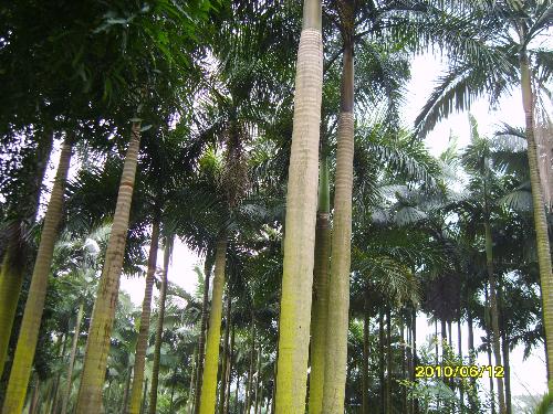 beautiful trees - Hi friends.this picture was taken in Guangxi ,China.Is it beautiful.