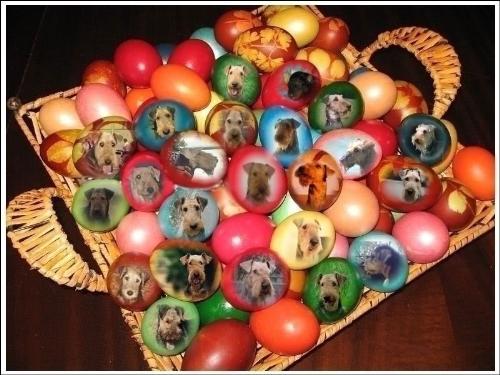 Aire-oua incondeiate - Easter eggs with the portraits of my friends' dogs.