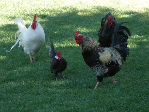 Roosters - None of these are the rooster in question. Just a picture of some I took at the park.