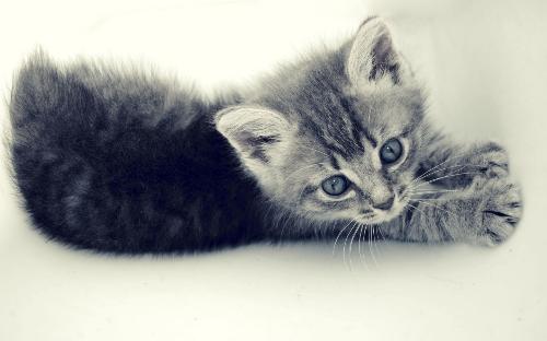 i love cats - billu