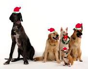 family - dogs