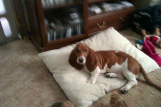 Rosie on her bed - This is Rosie on her bed. Rosie on her bed - This is Rosie on her bed.