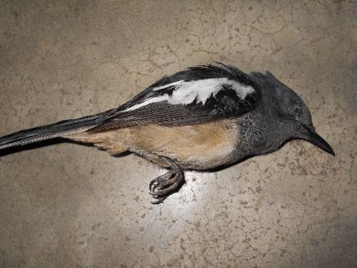 the poor bird - this bird is killed by my stupid cat. i shall kick him out.