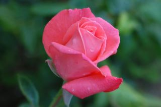 pink rose - perfect pink rose