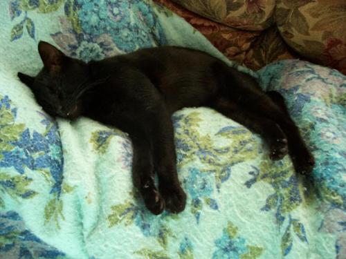 My cat Gizmo - This is my cat Gizmo who was at the time sleeping on my father, I snuck up while both was sleeping and took a picture of them and a zoom in on Gizmo. He's a very sweet cat but has some sharp claws... ouch.