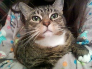 Katy - My cat, Katy