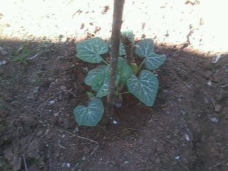 young squash plants  - These are young squah plants