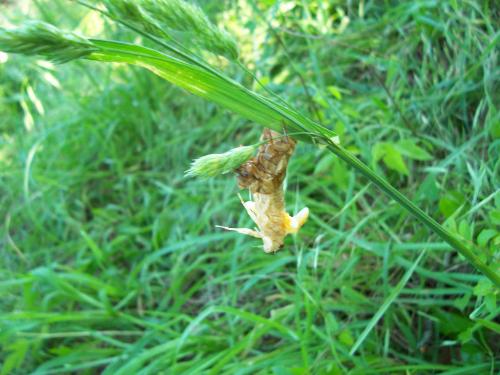 17-Year Cicada Shedding - This is a 17-year cicada shedding its skin into its new flight-ready form.