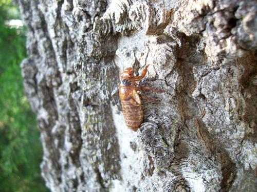 17-year Cicada, pre-shedding - A 17-year locust recently burrowed up from the earth climbing a tree for its shedding. This was caught during the time they were all coming up from their long rest underground and is a rare sight for any to see. Is lucky I had a camera at the time. :)