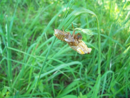 17-year locust, just shedding - A locust I caught in the moment it started to shed its skin, going into a small metamorphosis of sorts from a subterranean creature into a flight-ready one.