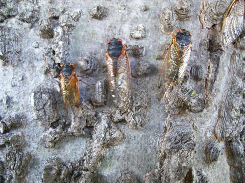 17-year Cicadas congregating - Here's some 17-year cicadas congregating on a tree, I caught all these pictures at my house on various times of the daytime, and spanning a few days. Currently I have all the stages of their life on camera and was a rare opportunity to do so. Hope you all enjoy them as much as I enjoyed taking them. :)
