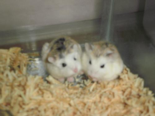 Hamster Roborovsky - My hamster cute
