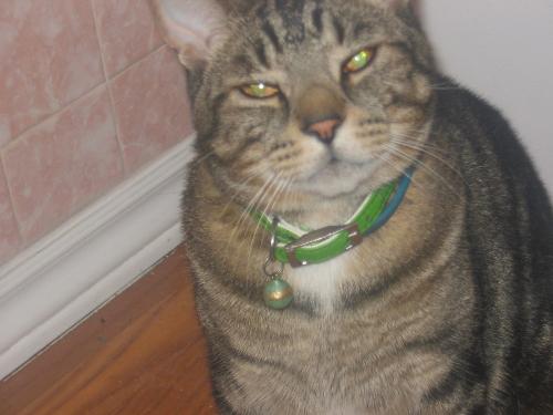 Mr.Smittens - My cat