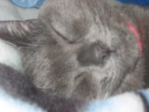 Oliver - Oliver the cat
