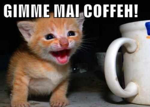 coffee cat - I need coffee!!!