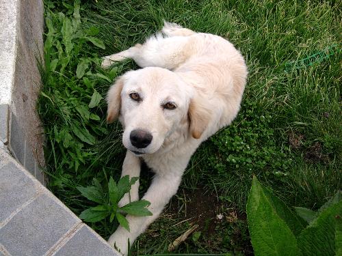 Dog - Sometimes looking at the sweetest picture makes you miss the weetest thing.