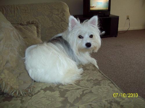 Stolen Dog - JewJew was stolen on December 25, 2010. She has two microchips. If you have any information please contact me at vipassion992yahoo.com. Thanks.