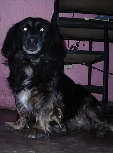 Negro  - This is my dog, while we were in the TV room