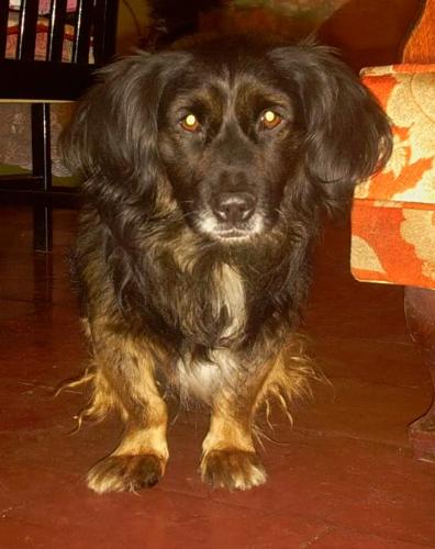 Negro 2 - My dog, showing some interest for the camera.