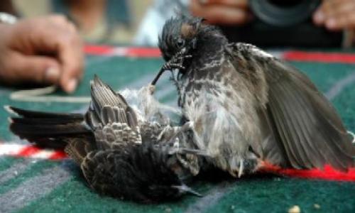 bulbul fighting - Its a part of traditional bulbul fighting from my province. Just try to get the cruelty of human.