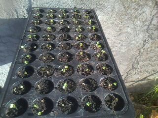 broccoli seedlings - This is a broccolii experiment broccoli seedlings - This is a broccolii experiment