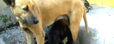 Boy feeds on dog milk - 5 year old in India is forced to feed on Dogs milk..