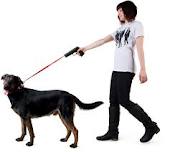 leash - pet leash