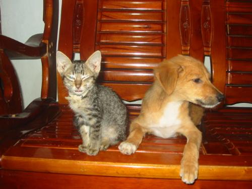 so sweet^^ - its new year eve that time..i didn't expect that my pets are really are close in just a short period of time LOL!