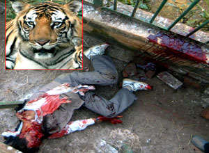 tiger and a death - a tiger entered on a residential area and killed a human
