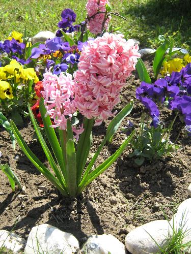 Spring in Romania 1 - Beautiful pink hyacinths toghether creates a lovely blue pansies in a roundabout in front of the house. Double flower hyacinth is so expressive i feel like peerfum