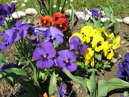 Spring in Romania - Bouquet of violet blue, red and yellow look to the sun. Surprized girl look like facea. In the foreground are preparing flowering tulips.