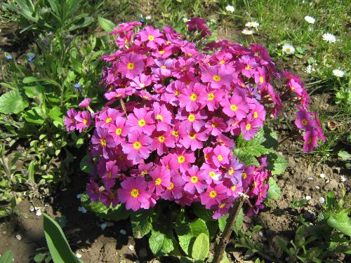 Spring in Romania 3 - Here is a bouquet of pink primrose look to the spring's sun. Wealth amasez us and we enjoy flowers. In the background zou see other small and white flowers