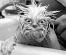 strange gizmo cat - just like your tomato ordered.
