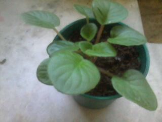 african violets - this is a photo of an african violets african violets - this is a photo of an african violets