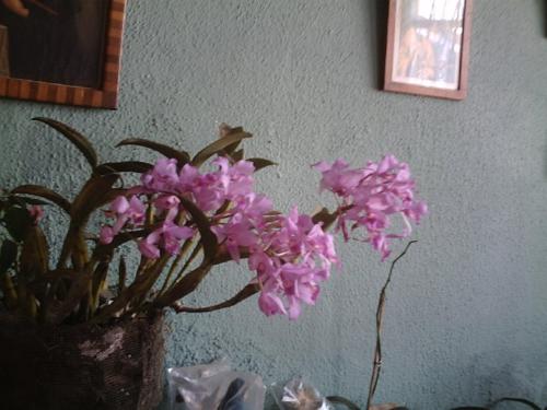 Orchid - 'Guaria Morada' the national flower of Costa Rica