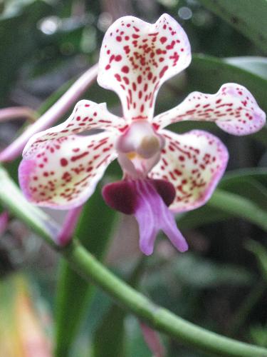Orchid 2 - Flowers in my garden