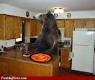 big bear bear naked - lookin' fir brownies