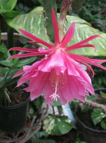 Cacti flower - Picture of a cactus flower, at my mother´s