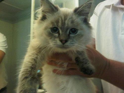 Ella - This is my Ella when I first brought her home about 6 months ago :)
