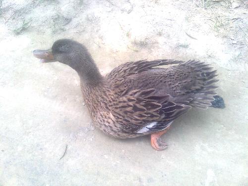 the poor duck - Dont say you are a good owner of a pet if you ignore such birds who was laming.