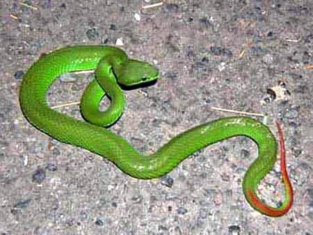 Green Pit Viper - Picture of green pit viper. Green Pit Viper - Picture of green pit viper.