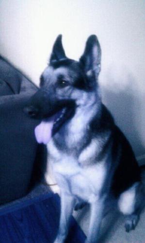 My dog Duke - He's a pure German Shepherd