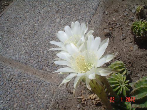 Flower - I took this picture immediatly as the flower fades in the day.