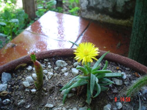 Flower - Another flower of a succulenta
