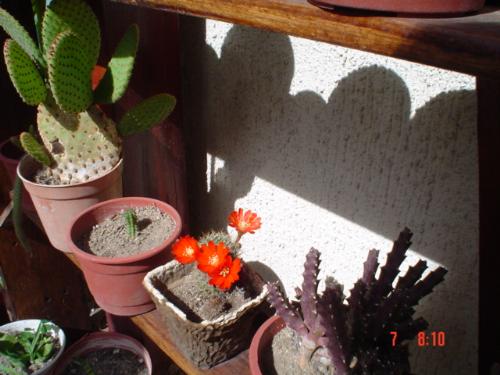 Orange beauty - Lots of small flowers in this cactus that is easy to grow.
