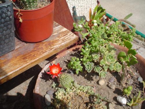 Cacti on a terrace corner. - I took this picture to show how beautiful several cacti could look if placed together.