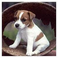 Jack Russel Terrier - this is a jack russel it's not my puppy but looks just like him