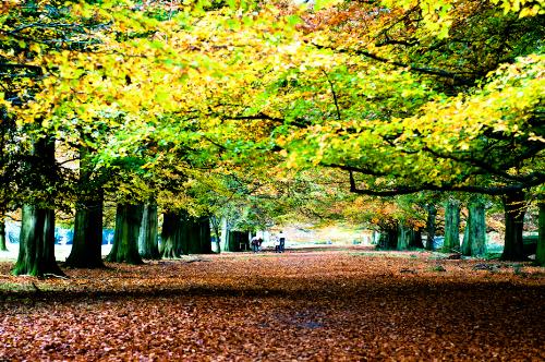 Fall time - Its looks nice to see trees change colors in the fall.